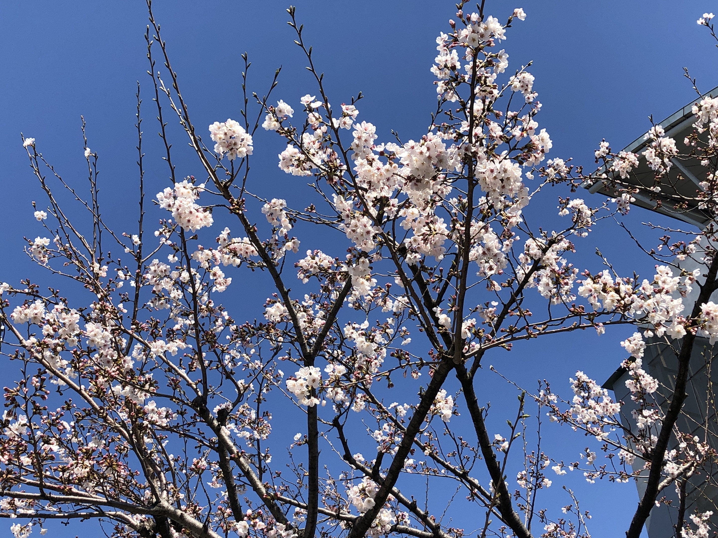 東高校のさくら