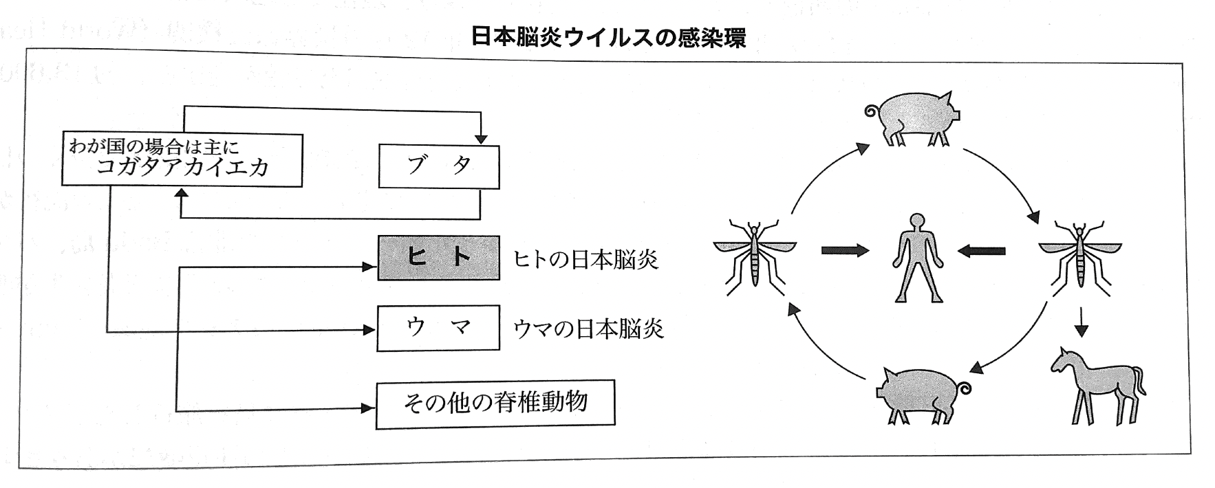 日本脳炎ーブタ